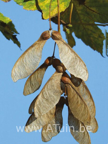 Acer pseudoplatanus - Gewone esdoorn zaad