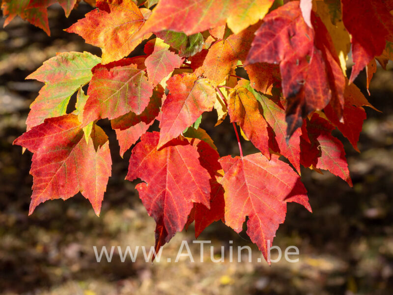 Acer rubrum 'Scanlon'- Rode esdoorn
