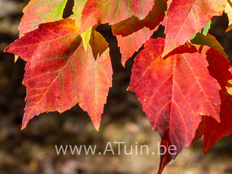Acer rubrum 'Scanlon'- Rode esdoorn blad