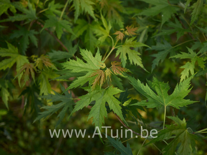 Acer saccharinum 'Laciniatum wieri' - Zilveresdoorn