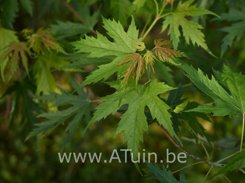 Acer saccharinum 'Laciniatum wieri' - Zilveresdoorn blad