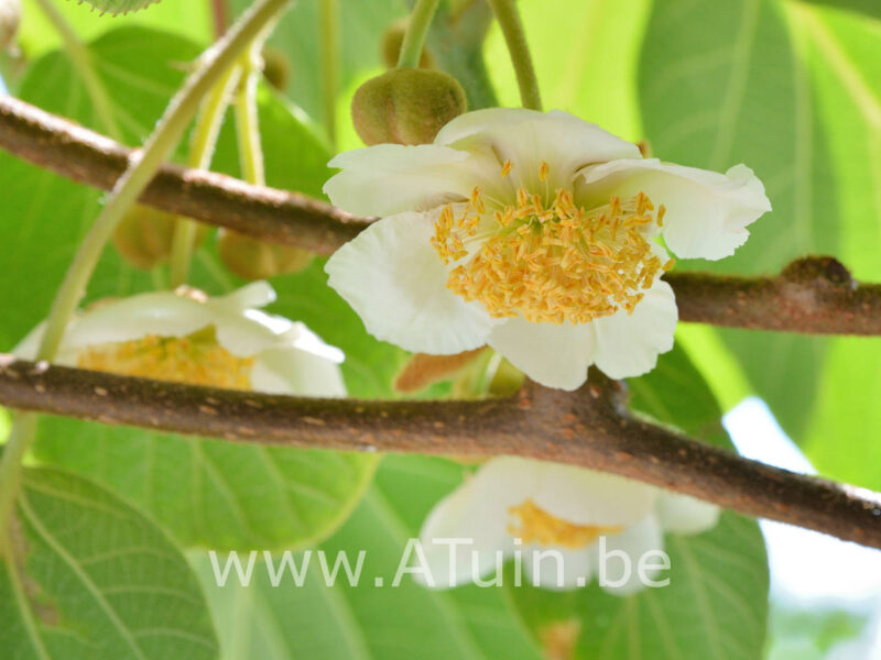 Actinidia Deliciosa Atlas - Kiwi bloem