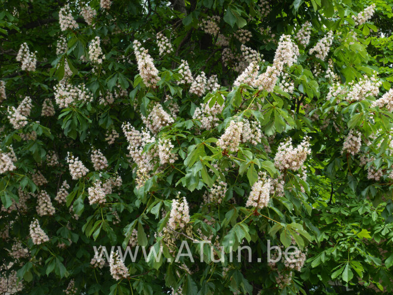 Aesculus hippocastanum 'Baumannii' - Paardekastanje-bloei