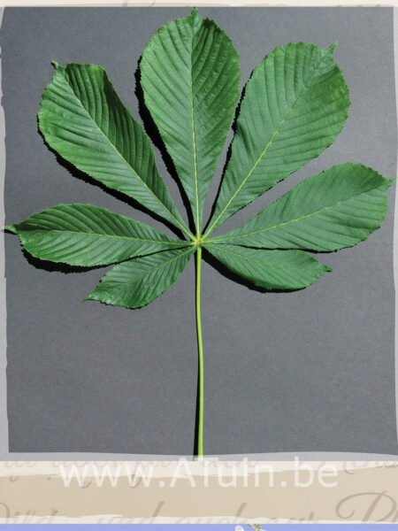 Aesculus hippocastanum 'Baumannii' - Paardekastanje - blad