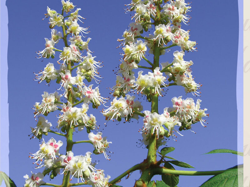 Aesculus hippocastanum 'Baumannii' - Paardekastanje - bloei