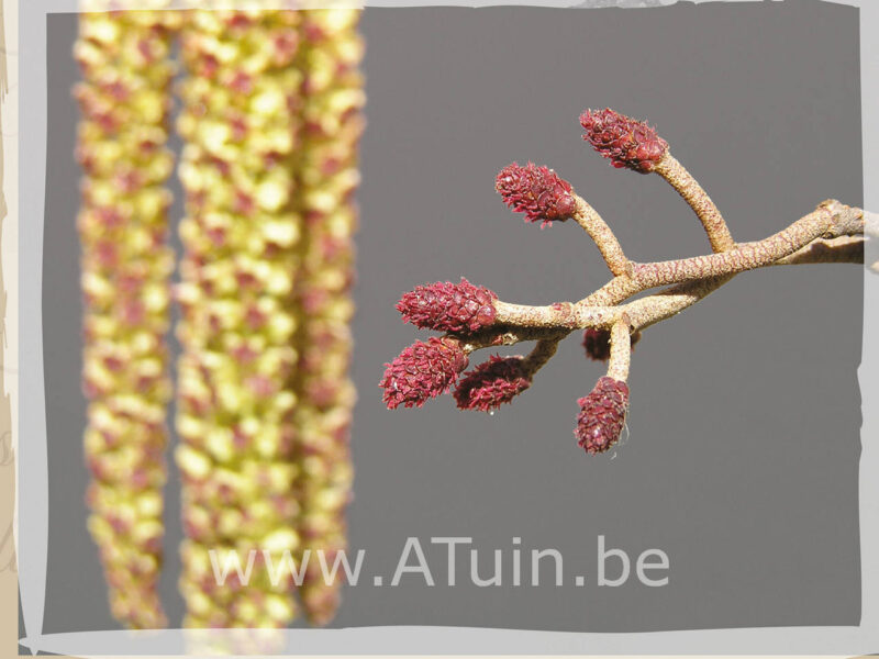 Alnus glutinosa - Els - bloei