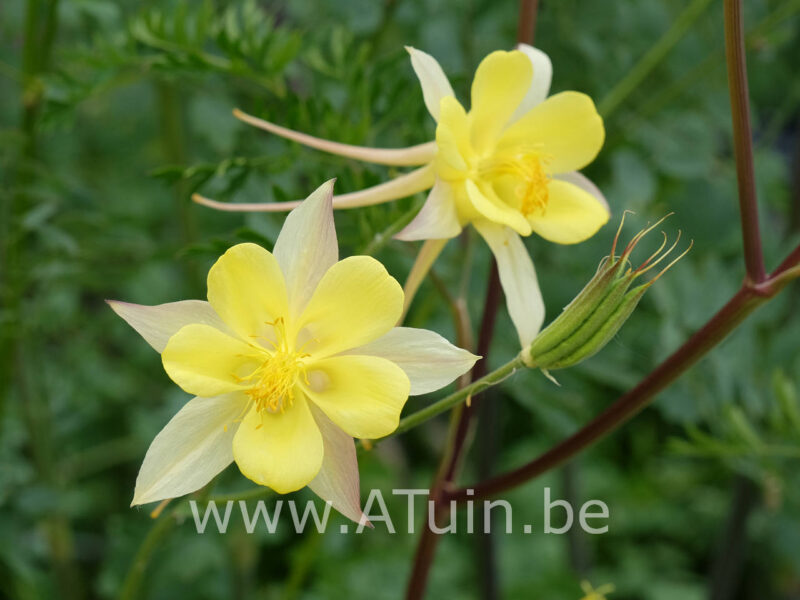 Aquilegia chrysantha 'Yellow queen' - Akelei