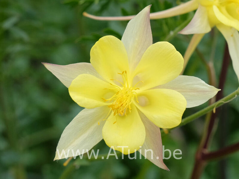 Aquilegia chrysantha 'Yellow queen' - Akelei - bloem