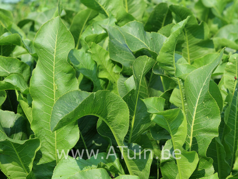 Armoracia rusticana - Mierikswortel
