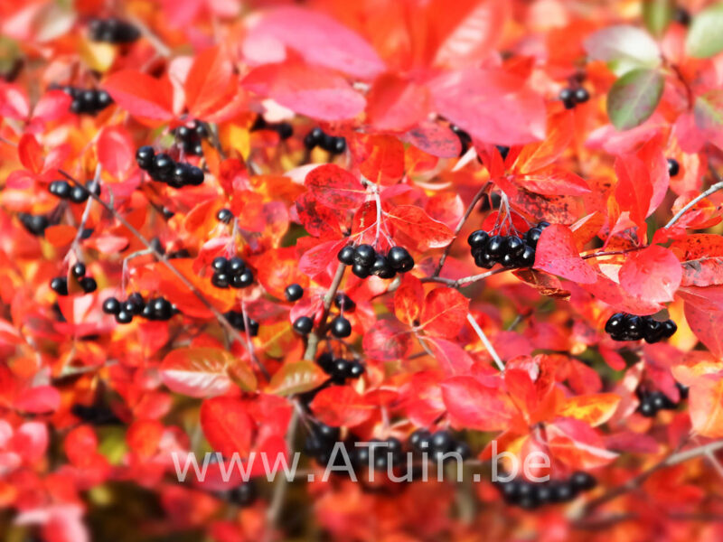 Aronia melanocarpa - Zwarte appelbes - Herfst