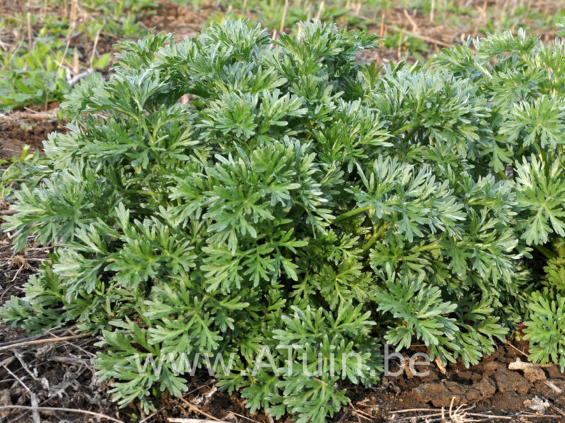 Artemisia absinthium - Absinth