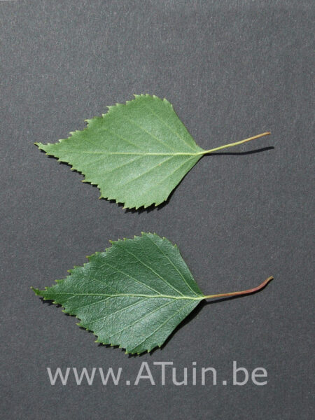 Betula pendula - Witte berk - blad