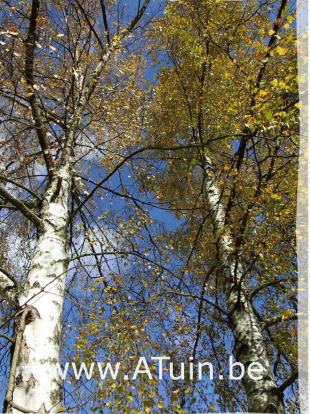 Betula pendula - Witte berk - herfst