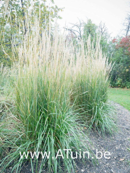 Calamagrostis acutiflora 'Karl Foerster' - Struisriet