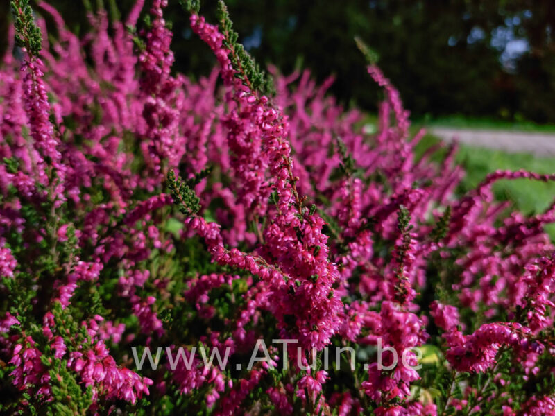 Calluna vulgaris - Struikheide donker rood