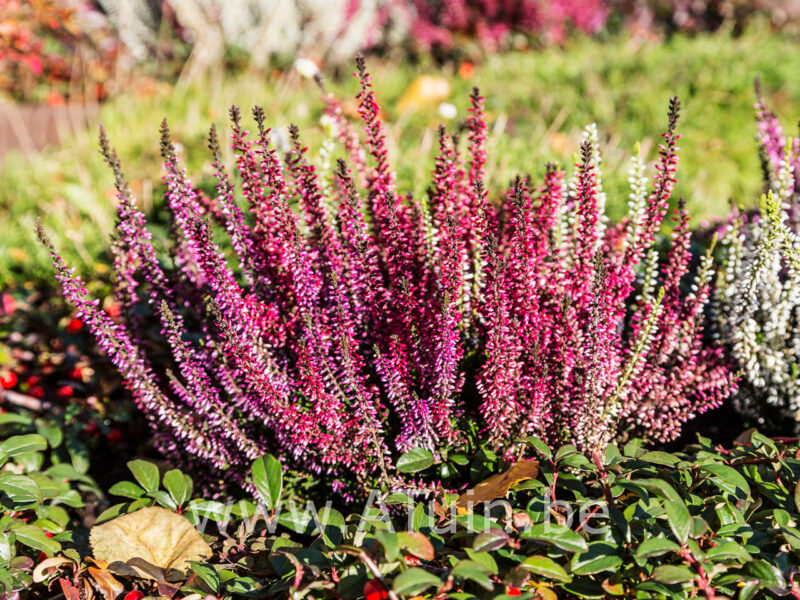 Calluna vulgaris 'Sir John Charrington' - Struikheide