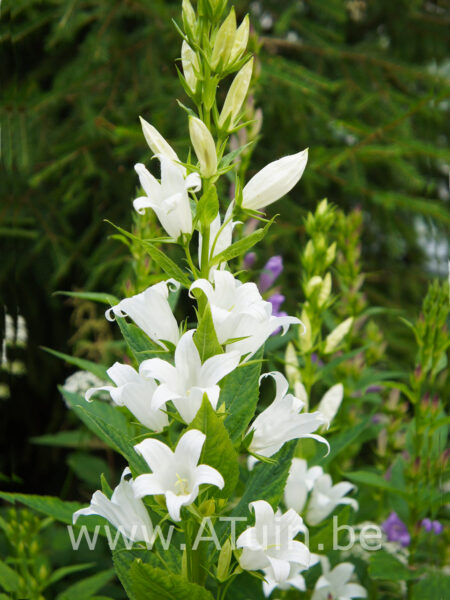 Campanula glomerata 'Schneekrone' - Kluwenklokje