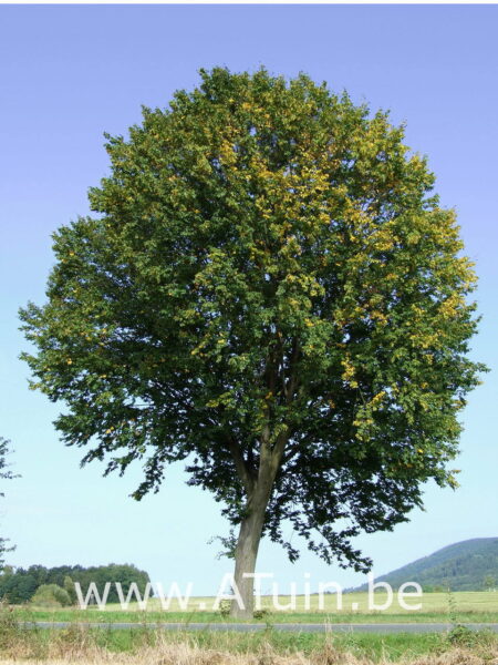 Carpinus betulus - Haagbeuk-boom