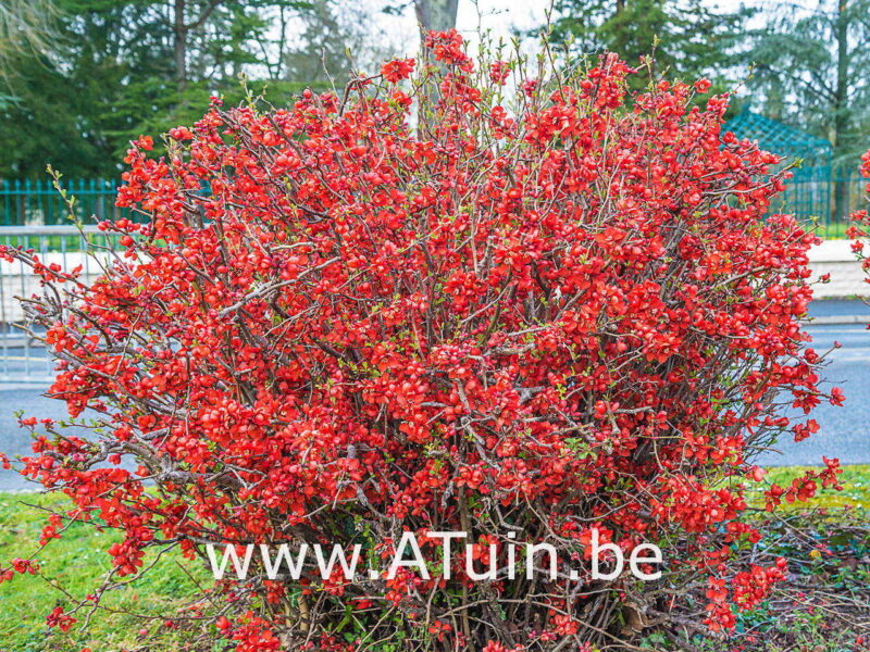 Chaenomeles superba 'Fire Dance' - Dwergkwee