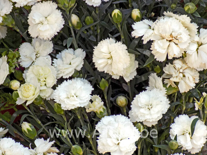Dianthus 'Haytor White' - Grasanjer