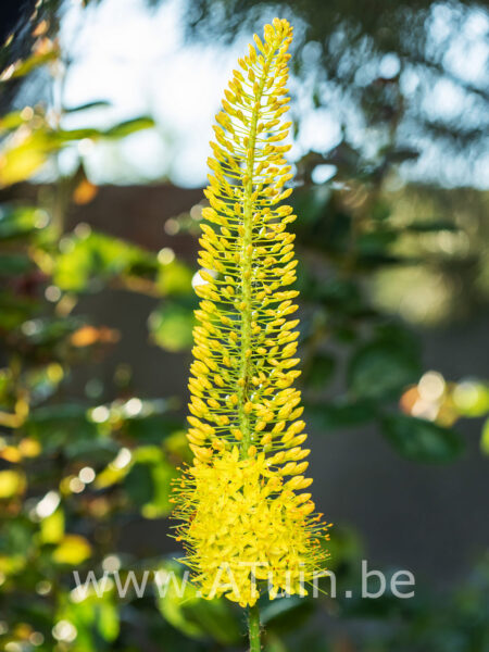 Eremurus stenophyllus - Naald Van Cleopatra