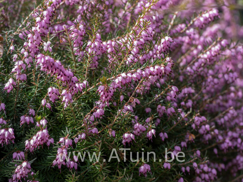 Erica carnea 'March Seedling' - Heidekruid