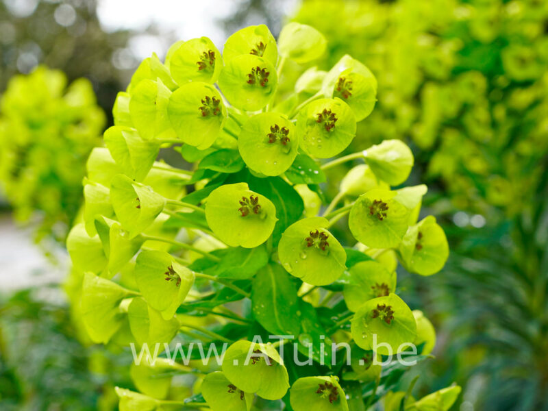 Euphorbia martinii - Wolfsmelk