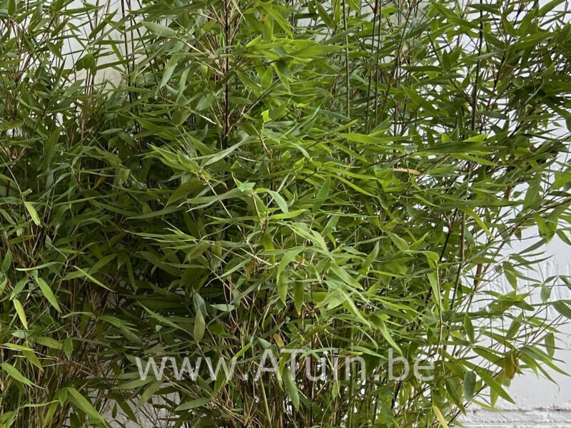 fargesia-nitida-winter-joy-bamboe