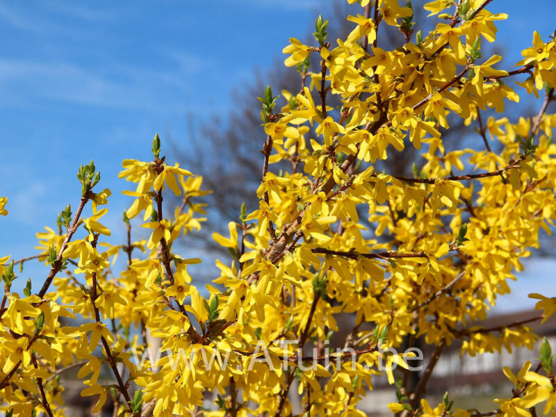 Forsythia intermedia 'weekend' - Chinees Klokje