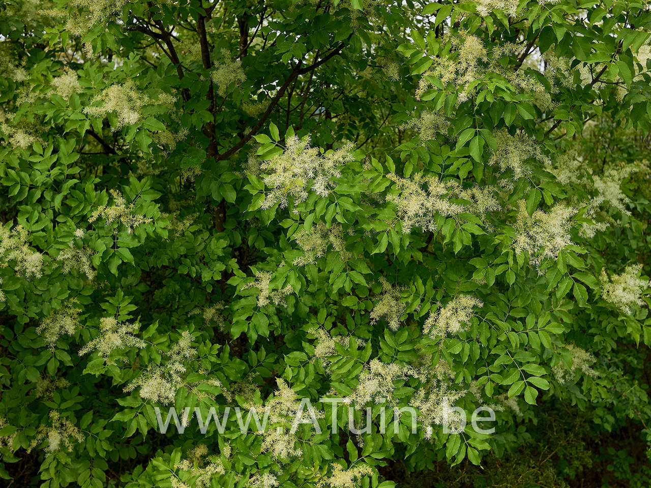 Pluimes - Fraxinus ornus 'Arie Peters'