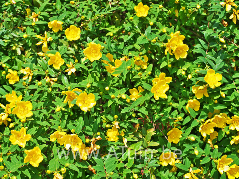 Hypericum dummeri 'Peter Dummer' - Hertshooi