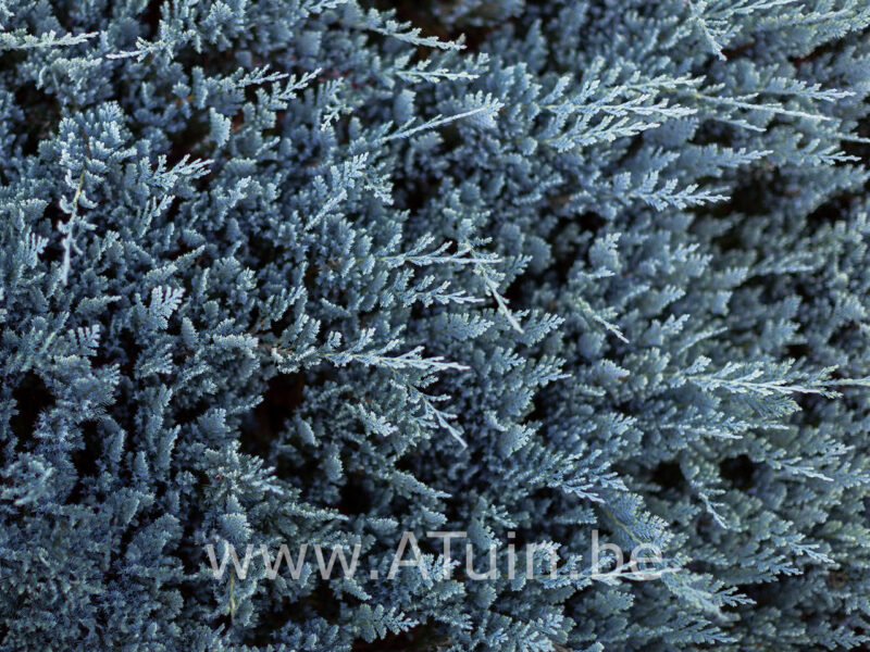 Juniperus horizontalis 'Blue Chip' - Jeneverbes