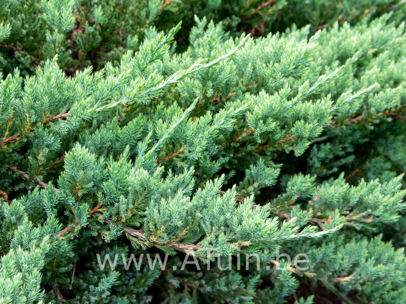 Juniperus horizontalis 'Wiltonii' - Jeneverbes