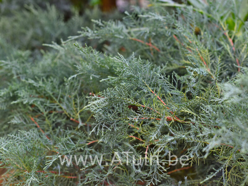 Juniperus virginiana 'Grey Owl' - Jeneverbes