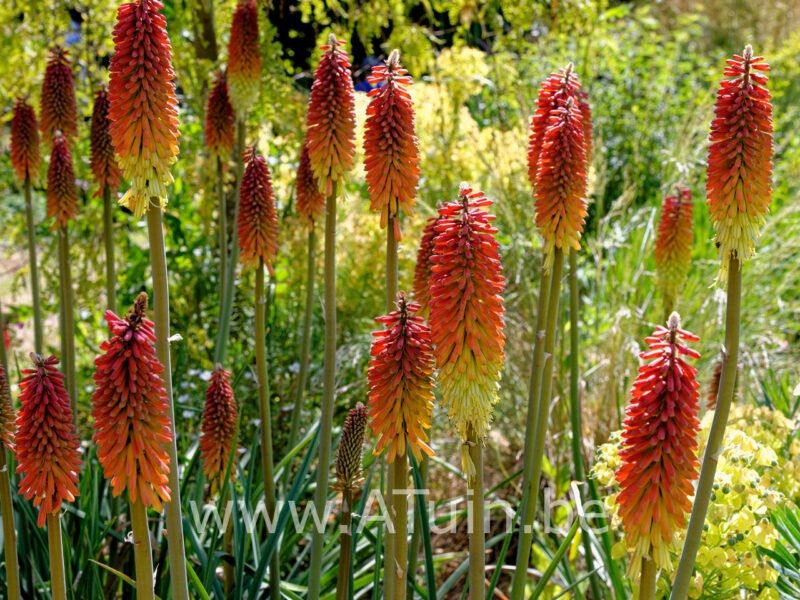 Kniphofia 'Royal Standard' - Vuurpijl