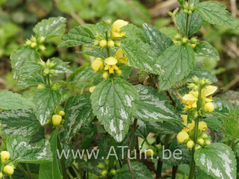 Lamiastrum galeobdolon 'Florentinum' - Gele Dovenetel