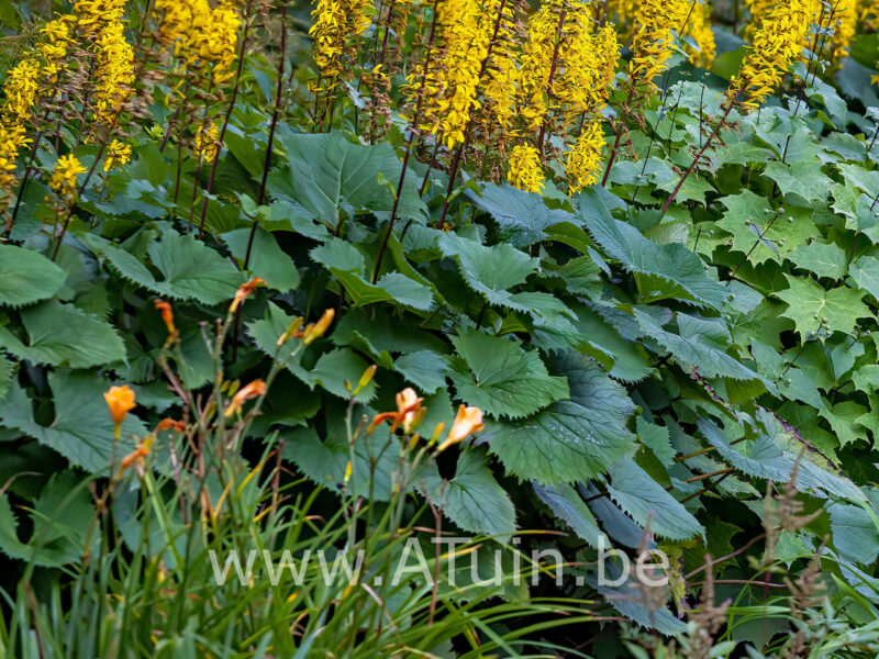 Ligularia stenocephala 'The Rocket' - Kruiskruid