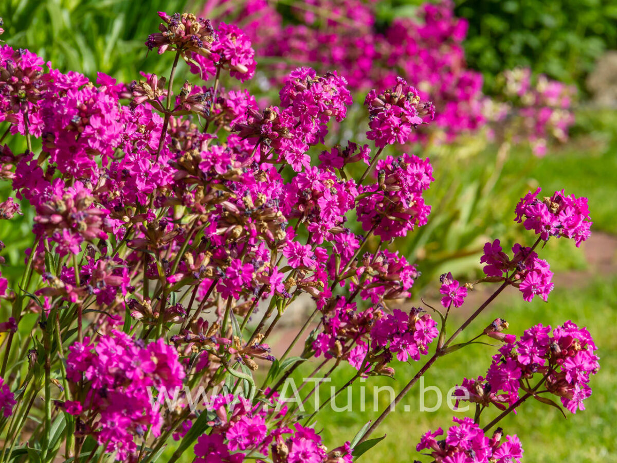 Brandende Liefde (Lychnis viscaria 'Splendens') met GroeiGarantie - ATuin