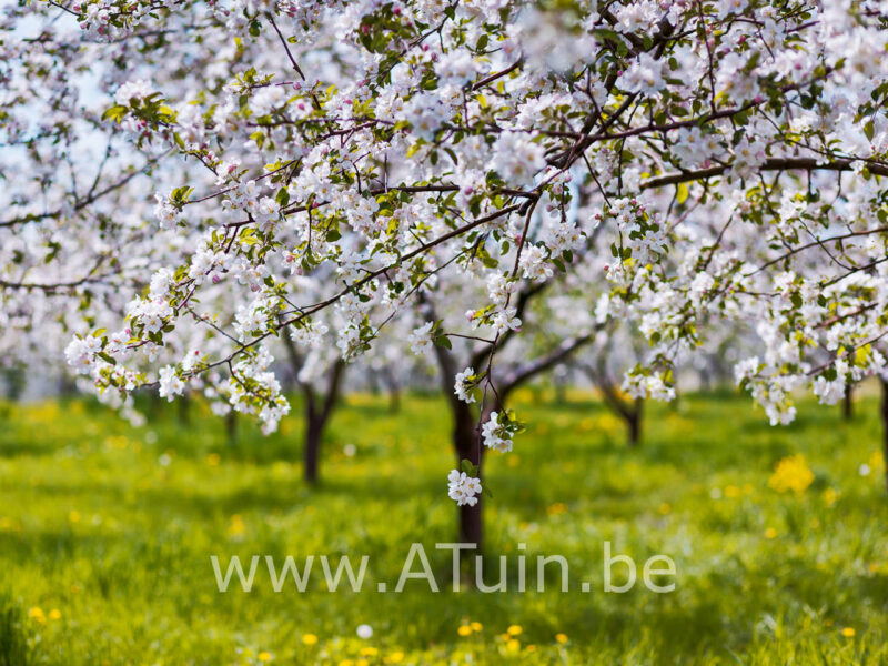 Malus domestica 'Rode Boskoop' - Appelboom - Bloei