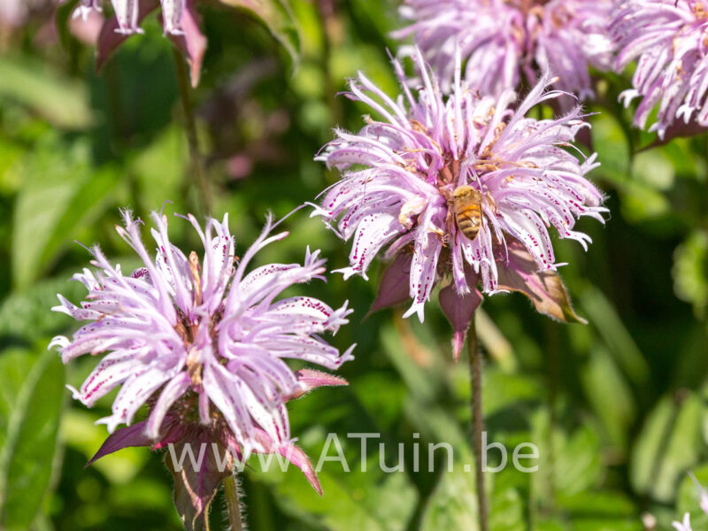 Monarda 'Beauty of Cobham' - Bergamotplant