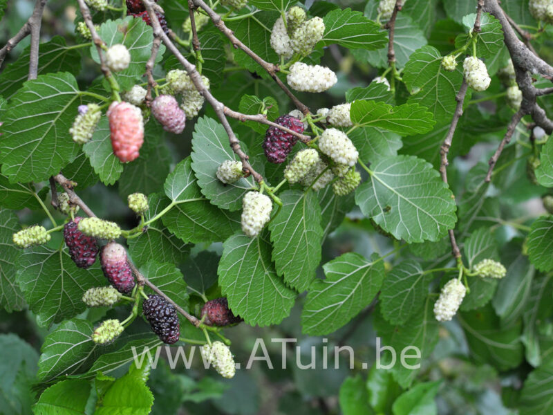 Morus alba - Witte Moerbezieboom