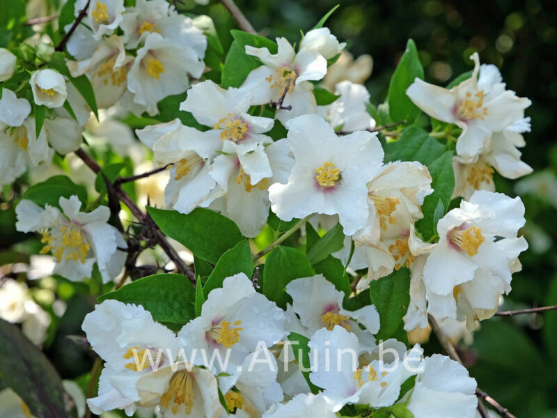 Philadelphus 'Belle Etoile' - Boerenjasmijn