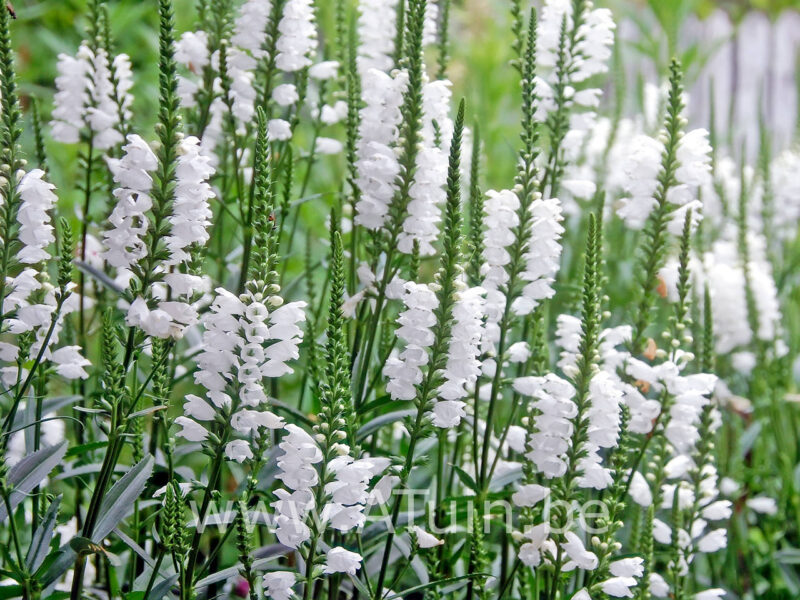 Physostegia virginiana 'Summer Snow' - Scharnierplant