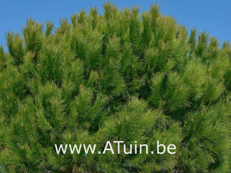 Pinus pinea - Parasol-den