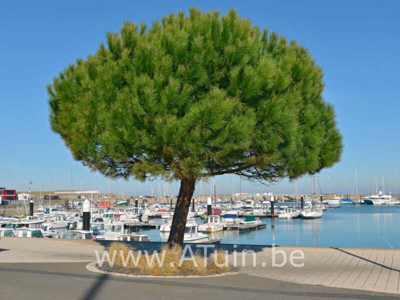 Pinus pinea - Parasol-den