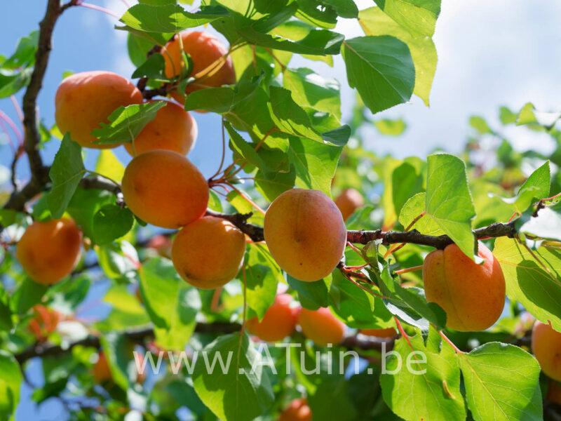 Prunus armeniaca - Abrikoos