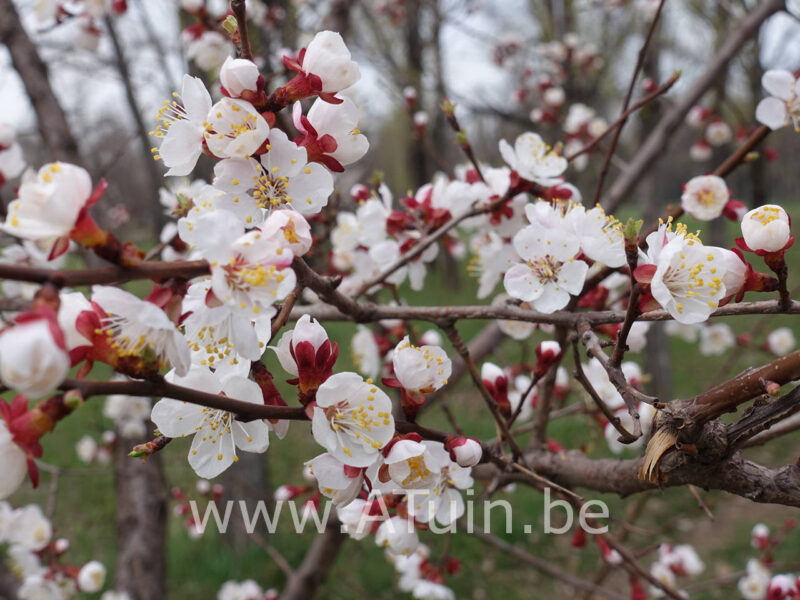 Prunus armeniaca - Abrikoos - Bloei