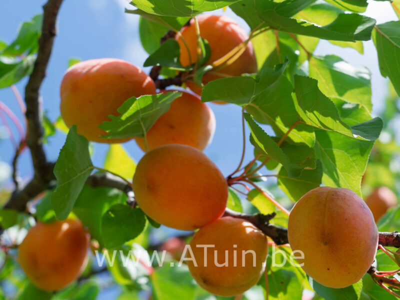 Prunus armeniaca - Abrikozen