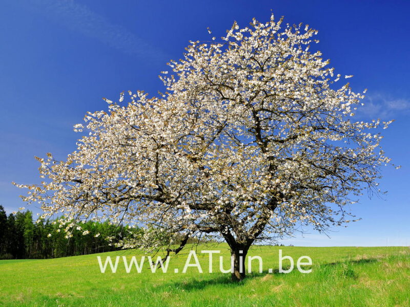 Prunus avium 'Bigarreau Napoléon' - Kersenboom - Bloei