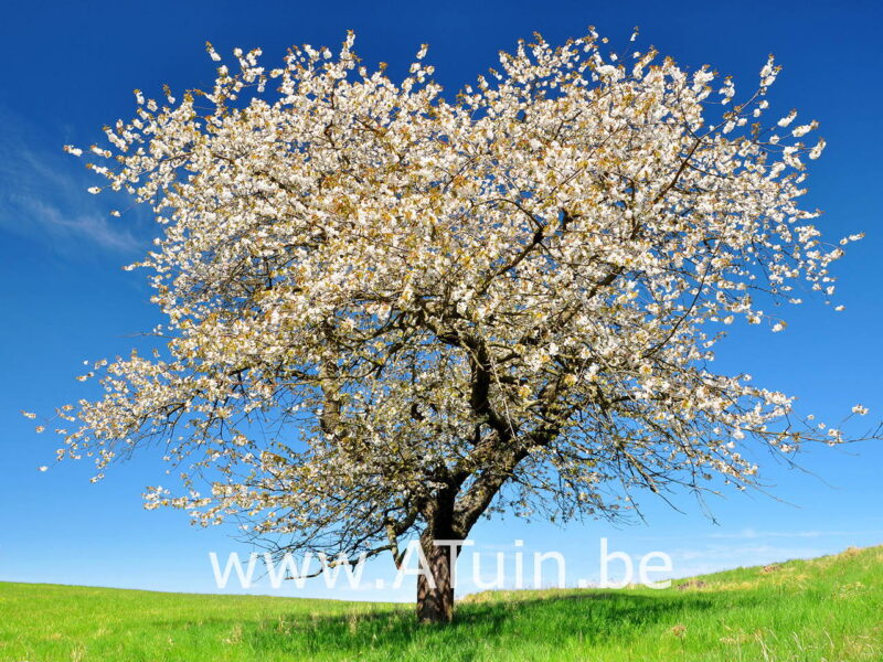 Prunus avium 'Burlat' - Kersenboom - Bloei